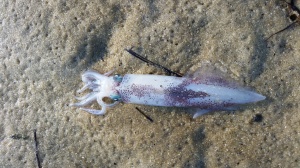 Trish's squid